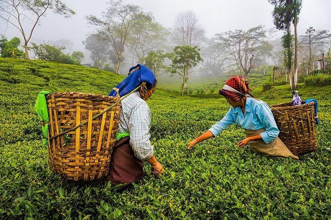 Shore Excursion Colombo Port to Kandy & Tea Factory - Key Points