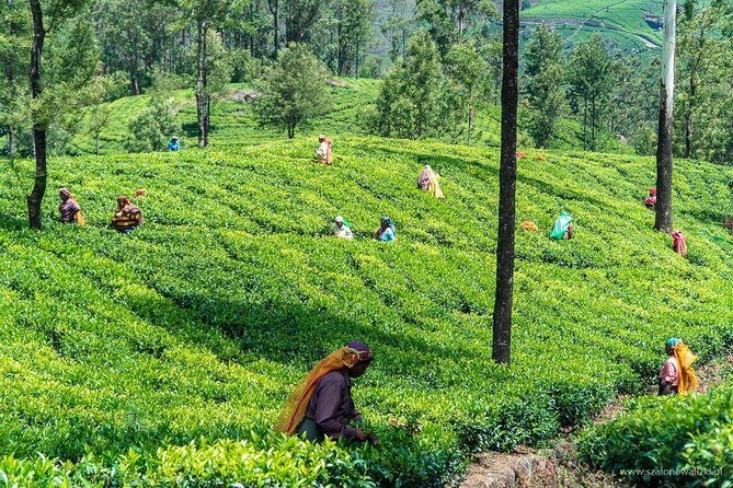 Shore Excursion Colombo Port to Kandy & Tea Factory - Final Thoughts: Is This Tour Right for You?