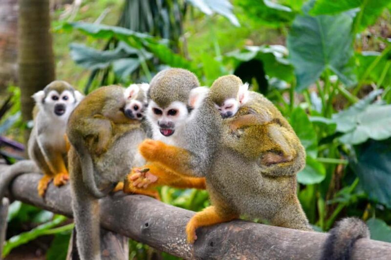 Shore Excursion Damajagua Waterfalls and Monkey Encounters - Final Thoughts