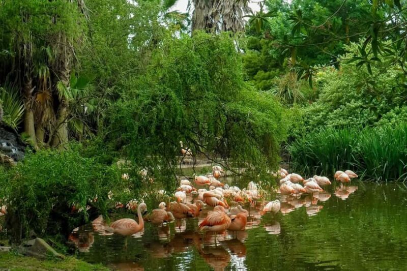 Shore Excursion from Buenos Aires Port: Temaikèn Day Trip - A Private Wildlife Escape: The Temaikèn Day Trip from Buenos Aires