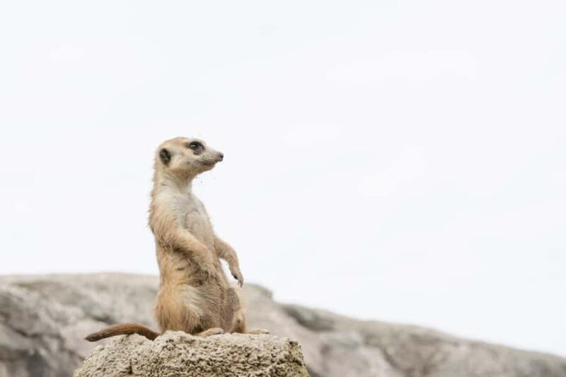 Shore Excursion from Buenos Aires Port: Temaikèn Day Trip - Who Will Love This Tour?