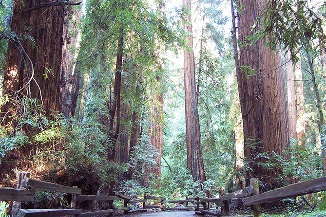 Shore Excursion: Guided Tour to Muir Woods with Roundtrip Journey - Practical Considerations