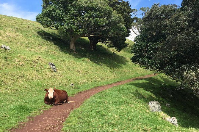 Shore Excursion: Half-Day Auckland Volcanoes Tour - Who Will Love This Tour?
