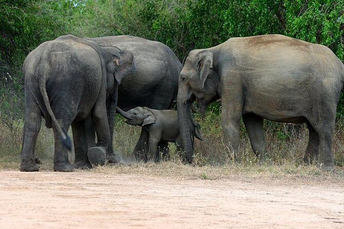 Shore Excursion Hambantota Port to Yala Safari and Come back(All Inclusive) - Exploring the Itinerary in Detail