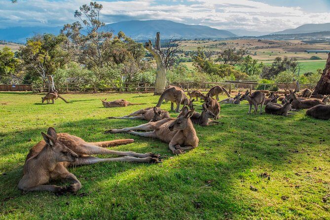 Shore Excursion: Hobart's Best In Half A Day - An Honest Look at Hobart’s Best Half-Day Tour