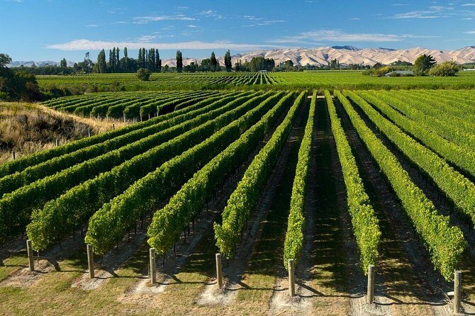Shore Excursion Marlborough Wine Region Tour from Picton - Exploring Marlborough: A Genuine Wine Adventure