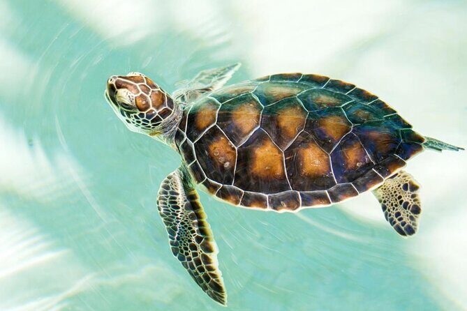 Shore Excursion Mazunte and Ventanilla Crocs & Turtles - An In-Depth Look at the Mazunte and Ventanilla Crocs & Turtles Tour