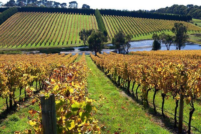 Shore Excursion Melbourne, Sights, Kangaroos, Koalas Lunch & Wine - Experience Melbourne’s Highlights in a Single Day
