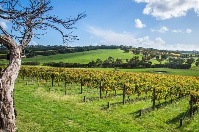 Shore Excursion Melbourne, Sights, Kangaroos, Koalas Lunch & Wine - Who Will Love This Tour?