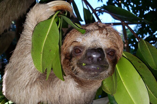 Shore Excursion: Monkey & Sloths Sanctuary Snorkel Adventure - FAQ