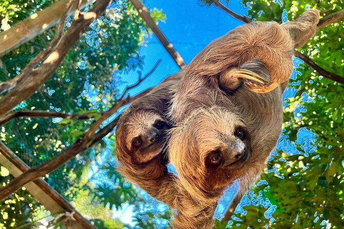 Shore Excursion: Monkey & Sloths Sanctuary Snorkel Adventure - Key Points