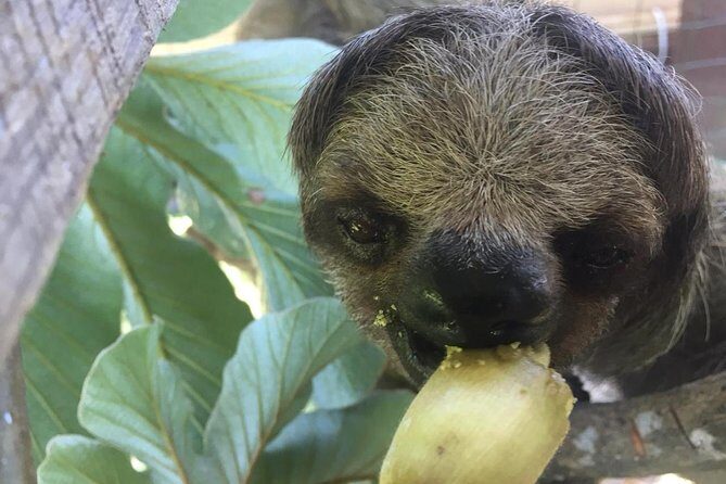 Shore Excursion: Monkey & Sloths Sanctuary Snorkel Adventure - Exploring the Experience in Detail