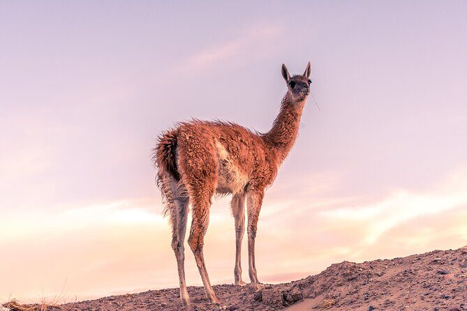 Shore Excursion Peninsula Valdes or Punta Tombo - Private Car - Final Thoughts: Is This Tour for You?