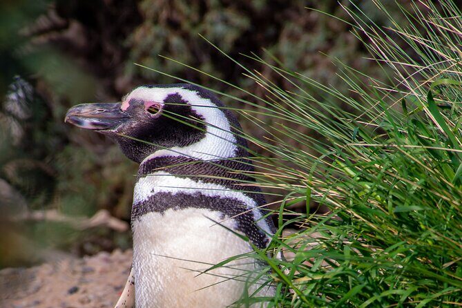 Shore Excursion Peninsula Valdes or Punta Tombo - Private Car - FAQ