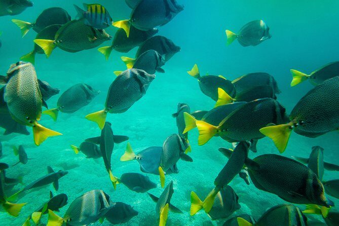 Shore Excursion Premium Family Snorkeling Experience - Group Size and Flexibility