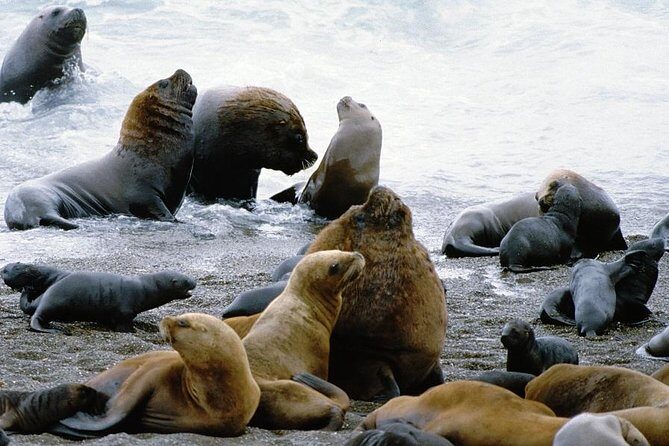 Shore Excursion: Private Day Trip to Peninsula Valdes from Puerto Madryn - Experience the Wildlife of Peninsula Valdés with a Private Guide from Puerto Madryn