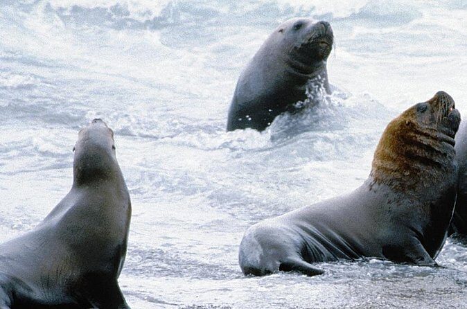 Shore Excursion: Private Day Trip to Peninsula Valdes from Puerto Madryn - FAQ
