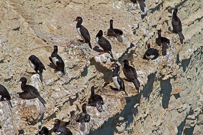 Shore Excursion Punta Loma Sea Lions Reserve Including Puerto Madryn City Tour - Summary — Does It Offer Good Value?
