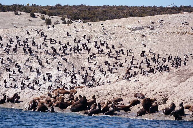 Shore Excursion Punta Loma Sea Lions Reserve Including Puerto Madryn City Tour - Frequently Asked Questions