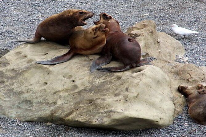 Shore Excursion Punta Loma Sea Lions Reserve Including Puerto Madryn City Tour - In The Sum Up
