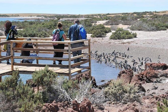 Shore Excursion Punta Tombo cruise passengers Puerto Madryn - The Itinerary: What to Expect from the Tour
