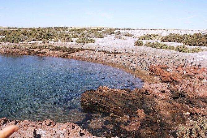 Shore Excursion Punta Tombo Penguin Reserve From Puerto Madryn - Discover the Wild Charm of Punta Tombo with a Guided Tour from Puerto Madryn