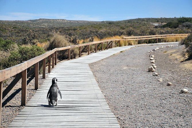 Shore Excursion Punta Tombo Penguin Reserve From Puerto Madryn - The Sum Up: Why This Tour is a Solid Choice
