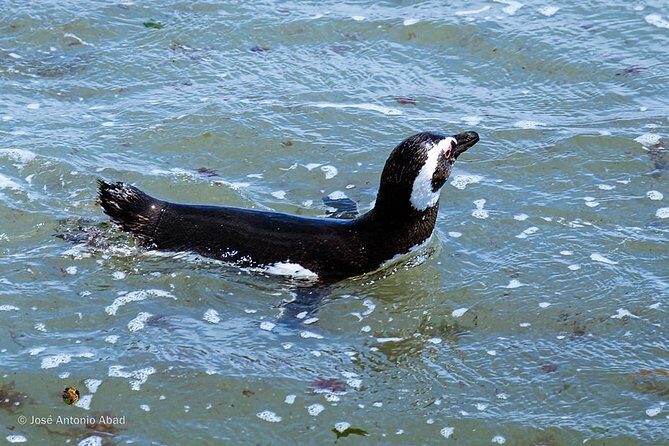 Shore Excursion Punta Tombo Penguin Reserve From Puerto Madryn - Frequently Asked Questions