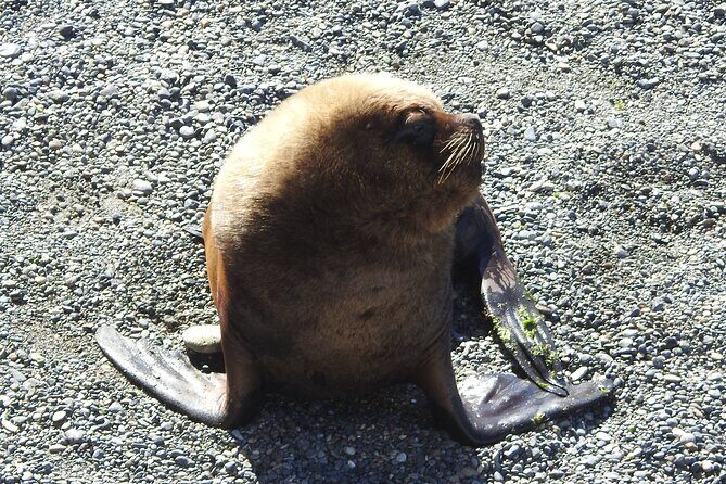 Shore Tour Punta Loma with craft beer tasting - Exploring the Itinerary in Detail