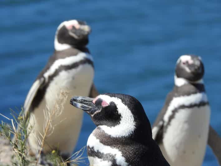 Shore Tours Peninsula Valdes Puerto Madryn Cruise Passengers - A Closer Look at the Peninsula Valdes Tour