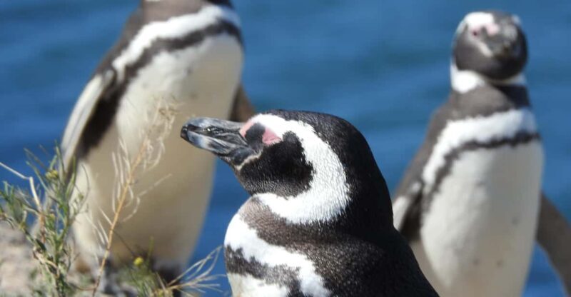 Shore Tours Peninsula Valdes Puerto Madryn Cruise Passengers - Authentic Encounters and Authentic Value
