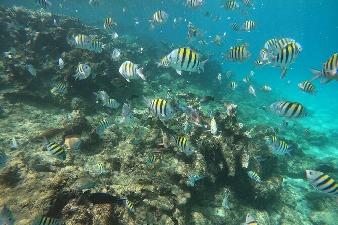 Short Excursion 4-Hour Party Catamaran and Snorkeling - Key Points