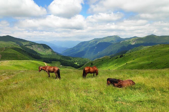 Short Horseback riding - Kolasin - Key Points