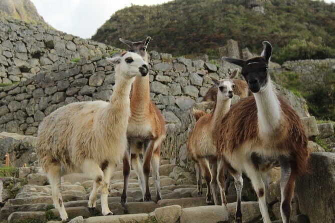 Short Inca Trail to Machu Picchu With Hotel 2D-1N - Final Thoughts