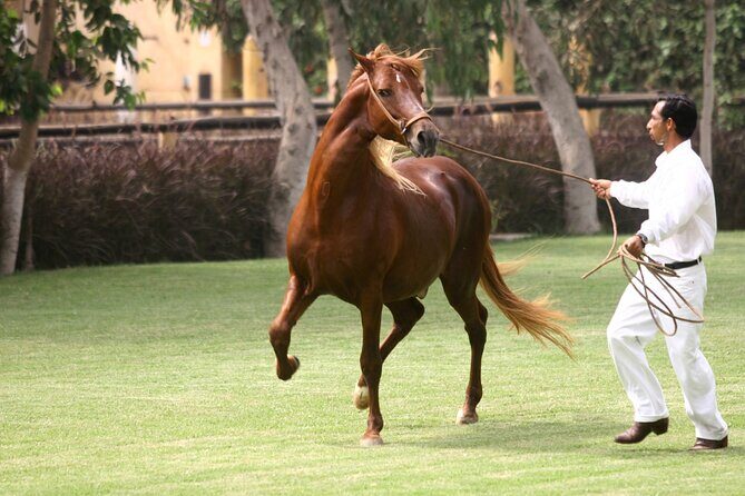 Show of Peruvian Paso Horse & Marinera with lunch - Who Would Love This Tour?
