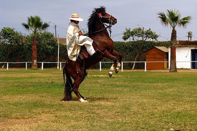 Show of Peruvian Paso Horse & Marinera with lunch - Final Thoughts