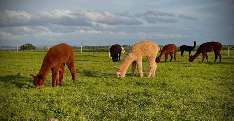 Shropshire: Alpaca Meet & Greet Intimate Alpaca Experience - Who Will Love This Tour?