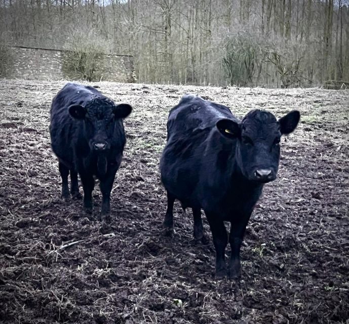 Shropshire: Meet the Mini Moos Cow Cuddling Experience - Key Points