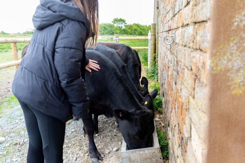 Shropshire: Meet the Mini Moos Cow Cuddling Experience - A Closer Look at the Mini Moos Experience
