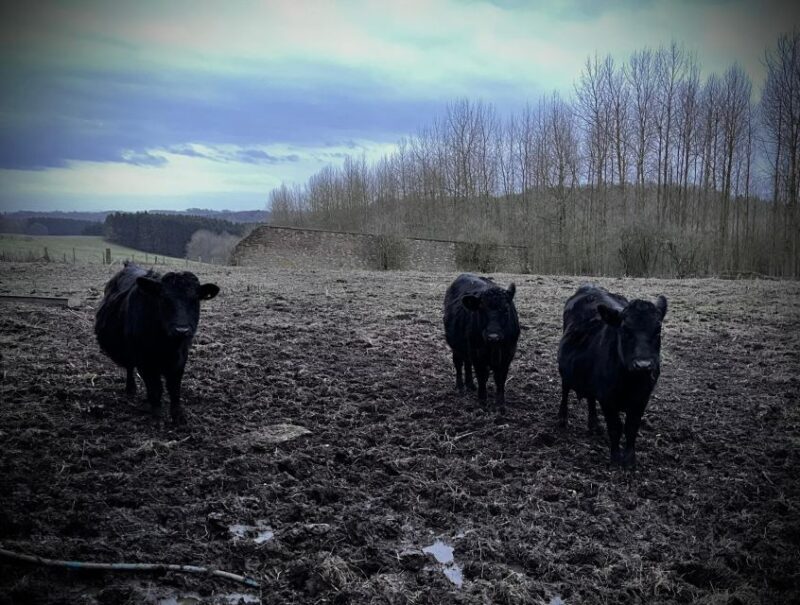 Shropshire: Meet the Mini Moos Cow Cuddling Experience - Who Will Love This?