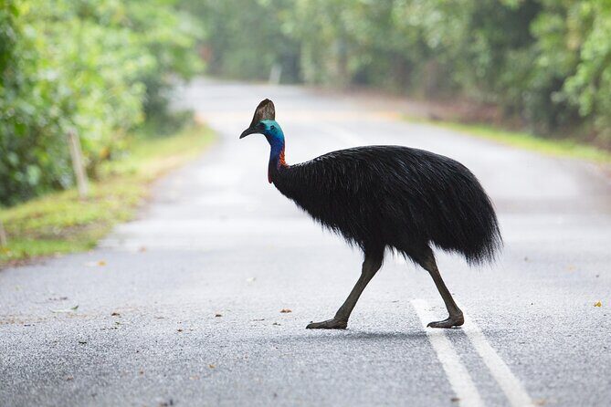 Shuttle Bus Transfer - Kuranda to Cairns City - The Sum Up