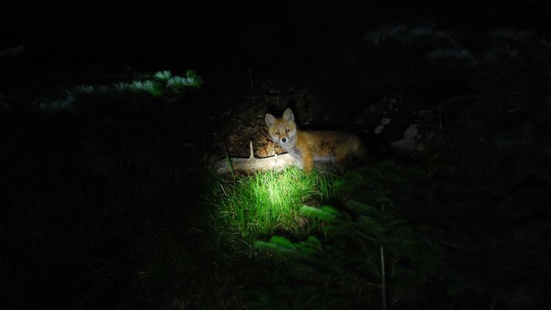 Shuttle service included: Night Safari Tour in Shiretoko - A night drive, not a forest hike