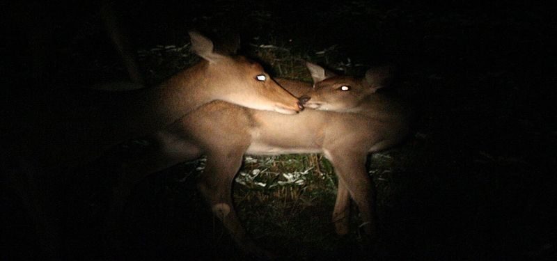 Shuttle service included: Night Safari Tour in Shiretoko - What the 19:30 departure looks like