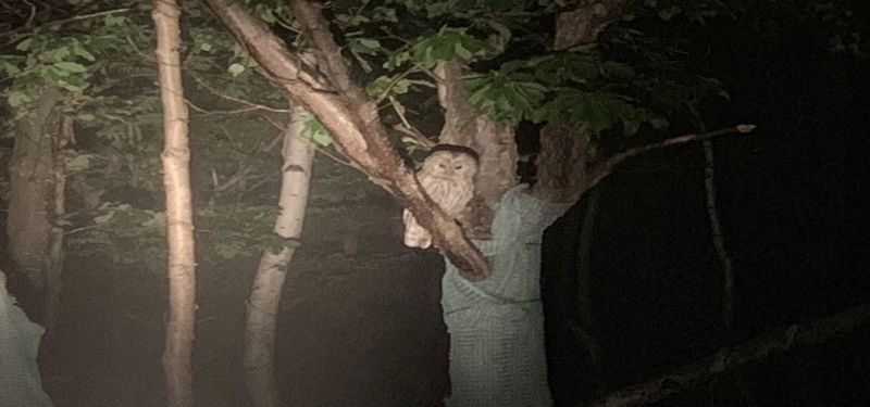 Shuttle service included: Night Safari Tour in Shiretoko - Guide language and what you will learn