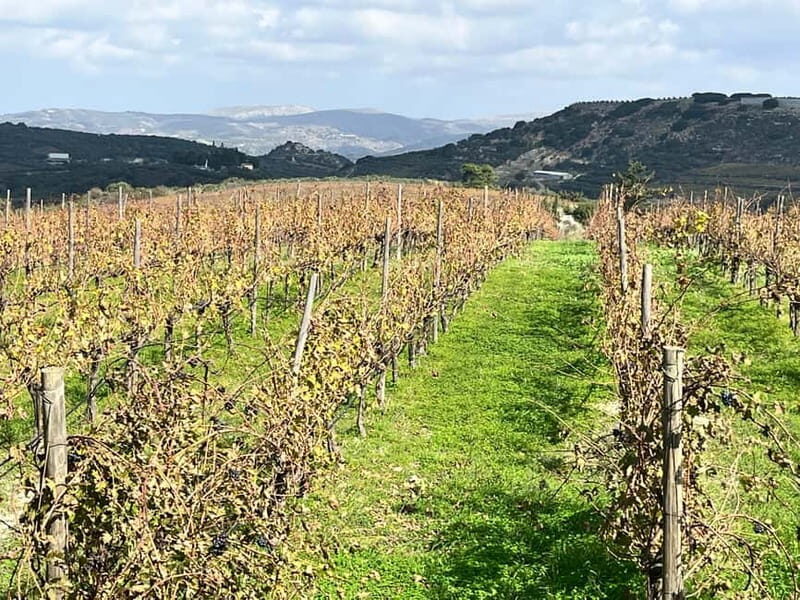 Shuttle & Wine Experience at Lyrarakis Winery - Who Should Consider This Tour?