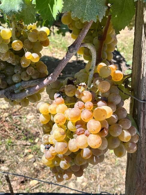 Shuttle & Wine Experience at Lyrarakis Winery - Final Thoughts