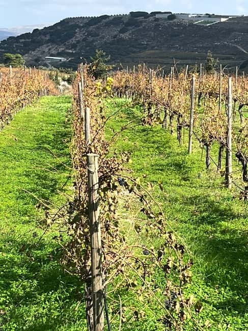 Shuttle & Wine Experience at Lyrarakis Winery - Final Recommendation