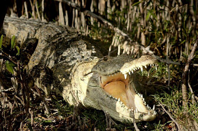 Sian Ka'an Adventure Full Day Trip to Punta Allen - Lunch in Punta Allen: A Charming Fishery Village