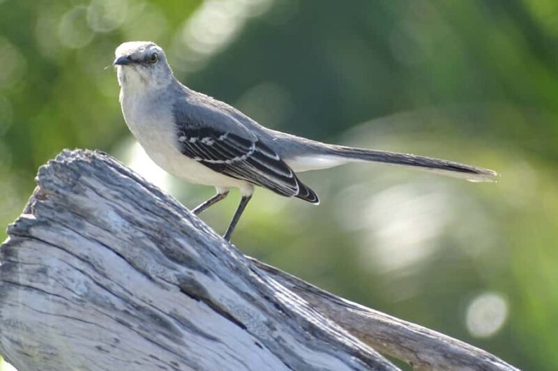 Sian Ka'an: Bird Watching & Mayan Herbal Medicine - Who Will Love This Tour?