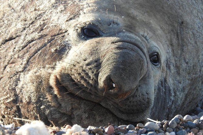 SIB Cruise Shore Excursion Peninsula Valdes - Pto Madryn - Patagonia Argentina - Key Points